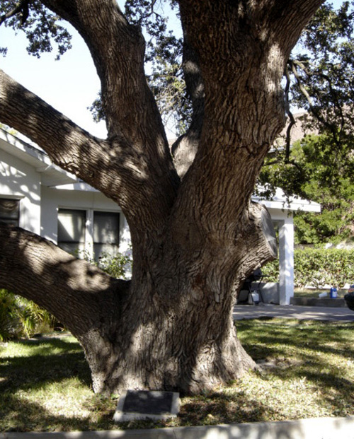 Commissioner's Court Oak-recent